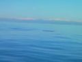 Reisetipp Flussfahrt am Meer Delfine live