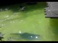 Reisetipp Seebären beim Baden