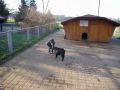 Reisetipp Wildpark Bodanrück Streichelzoo