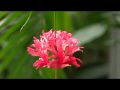 Reisetipp Palmengarten / In den Hallen
