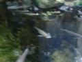Reisetipp Vieraugenfische