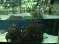 Reisetipp Aquarium Zoologischer Garten Berlin