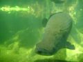 Reisetipp Knochenfisch