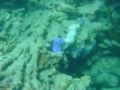 Malediven Nemo