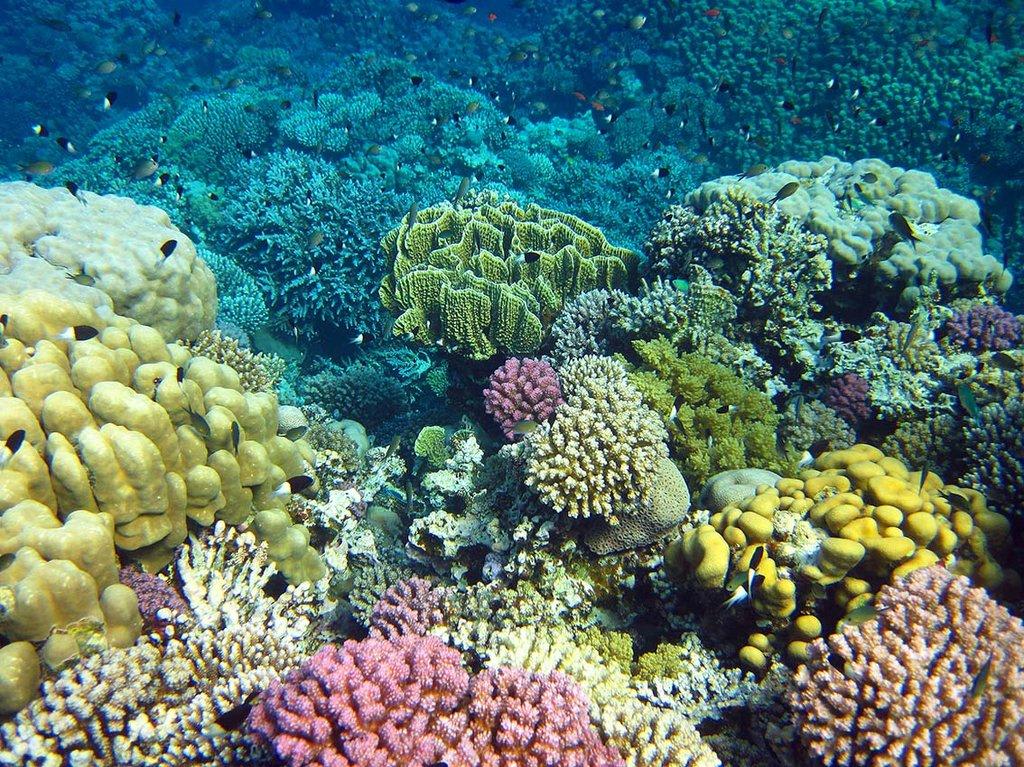 ökosystem Korallenriff