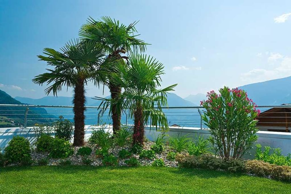 Bild "Mediterraner Garten mit Palmen" zu Garni Kleefeld in ...