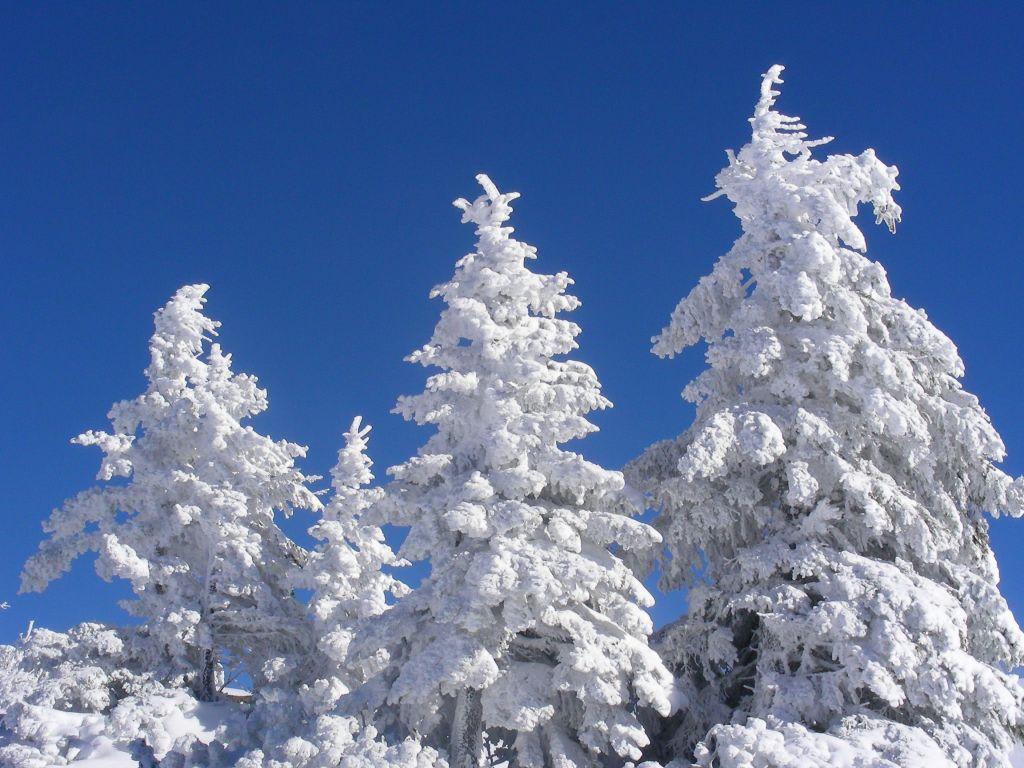 Bild Winterwald Zu Skigebiet Hochkar In Gostling An Der Ybbs
