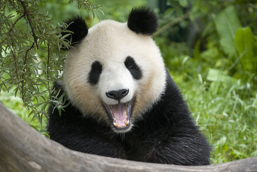 Bild "Großer Panda" zu Tiergarten Schönbrunn in Wien