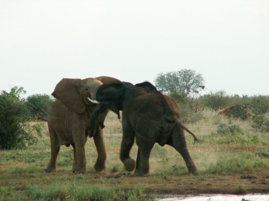 kiwara safari