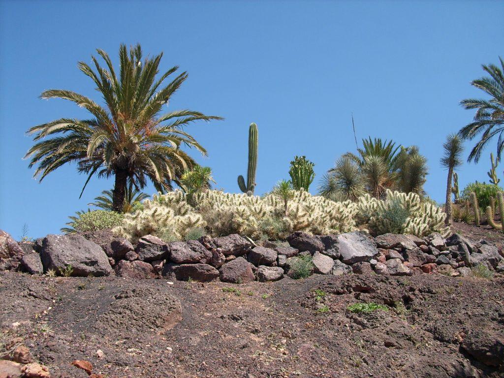 Bild Cactus Garden Oasis Park Zu Oasis Park In La Lajita