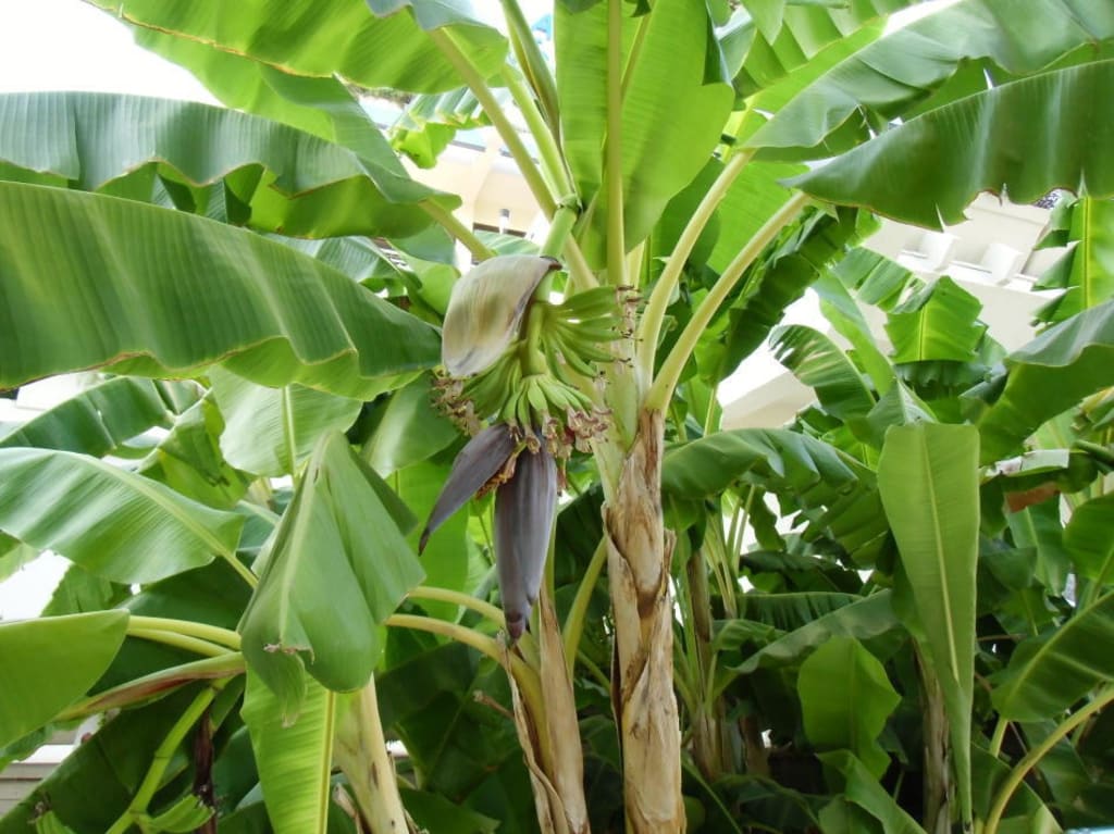 Bild "Bananenpalme im Garten" zu Hotel Side Star Elegance in Side