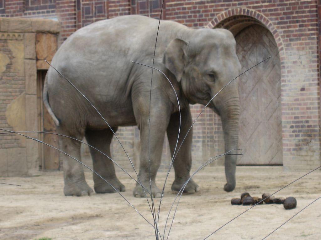 Zoo leipzig elefant