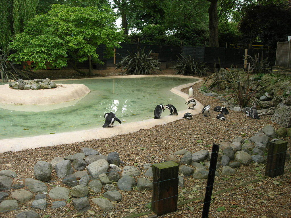 Bild Pinguine Zu London Zoo In City Of London