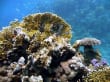 Korallen mit Rotfeuerfisch