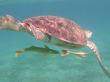 Riesenwasserschildkröte auf Schnorchel-Tour