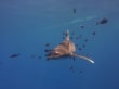Reisetipp ORCA Dive Club Tulip - Longimanus