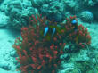 Nemos in Roter Anemone