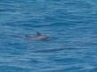 Delfine vom Hauptboot aus 