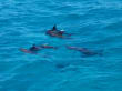 Delfinschwimmen Delfine &amp; Meer