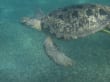 Reisetipp Bucht Abu Dabab - Schildkröte