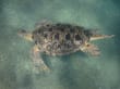 Reisetipp Bucht Abu Dabab - Schildkröte
