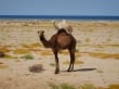 Wilde Kamele auf dem Rückweg 