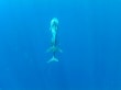Reisetipp Delfinschwimmen Delfine &amp; Meer - Delfinmama mit ihrem kind