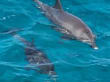 Reisetipp Delfinschwimmen Delfine &amp; Meer - Delfinschwimmen Delfine &amp; Meer