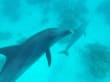 Delfinschwimmen Delfine &amp; Meer 