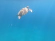 Reisetipp Schnorcheln Abu Dabbab - Schildkröte beim Auftauchen