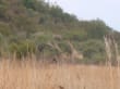 Reisetipp Pilanesberg Nationalpark - Giraffe