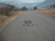 Reisetipp Pilanesberg Nationalpark - Tiere haben hier Vorfahrt!
