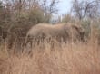 Reisetipp Pilanesberg Nationalpark - Elefanten