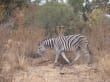 Reisetipp Pilanesberg Nationalpark - Zebra