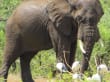 Reisetipp Pilanesberg Nationalpark - Elefant im Pilanesberg Park