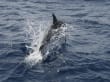 Reisetipp Delfin Tour Puerto Rico - Delphine im Meer beobachten