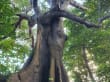 1000 Jahre alter Cotton Tree