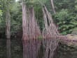 Mangroven Wald am Black River
