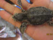 Reisetipp RH Tours Ausflüge Punta Cana - Neugeborene Schildkröte Saona