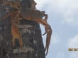 Reisetipp RH Tours Ausflüge Punta Cana - Riesenkrabbe auf Palme Saona