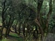 Olivenwälder - mystisch?