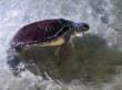 Reisetipp Aquaworld Aquarium - Wasserschildkröte