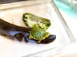 Reisetipp Aquaworld Aquarium - Wasserschildkröte