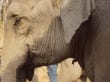 Reisetipp Elephant Special Tours - Meine liebe Mae Geo II