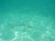 traumhafte Unterwasserwelt - Diamonds Thudufushi