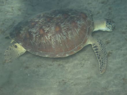 Schildkröte - Bucht Abu Dabab