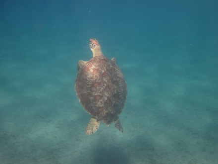 Schildkröte - Bucht Abu Dabab