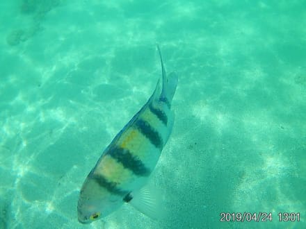 Bis zum Strand --Fische - Tauchbasis Coraya Divers Marsa Alam