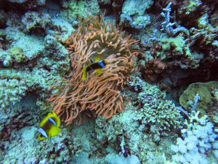 Anemonenfische - Tauchbasis Coraya Divers Marsa Alam